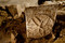 Panneau de pied d'un sarcophage mérovingien décoré d'une rosace mis au jour dans la partie est du chœur, église Saint-Pierre et Saint-Paul à Gonesse (Val-d'Oise), 2011.  On distingue à l'arrière-plan un autre panneau. 