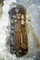 Détail d'une inhumation privilégiée prenant place dans une pièce particulière du grand bâtiment du IXe s., interprété comme le palais des hôtes de l'abbaye Saint-Genès et Notre-Dame de Nevers (Nièvre), 2004.Mordant sur l'épaisseur d'un mur intérieur, la sépulture est installée dans un  en-feu , une sorte de niche généralement surmontée d'un arc mettant en valeur la sépulture.