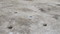 Six trous de poteaux formant l'ossature d'un bâtiment, La Tène ancienne, Épieds-en-Beauce (Loiret), 2010.  Au Ve s. avant notre ère, une communauté s'installe sur le site, occupant des bâtiments construits en torchis sur des poteaux de bois, des greniers aériens et des silos enterrés.  