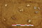 Amas de débitage Levallois en cours de fouille appartenant au niveau Paléolithique moyen ancien (entre 190 et 240 000 ans), Étricourt-Manancourt (Somme), 2012.  Les niveaux de cette période sont rares. Dans le nord de la France, seuls deux sites ont livré des gisements contemporains aussi bien préservés. 