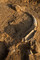 Détail du fragment du crâne du mammouth avec des vestiges lithiques, Changis-sur-Marne (Seine-et-Marne), 2012.La découverte d'éclats de silex en relation directe avec l'animal montre l'intervention de l'homme sur la carcasse.