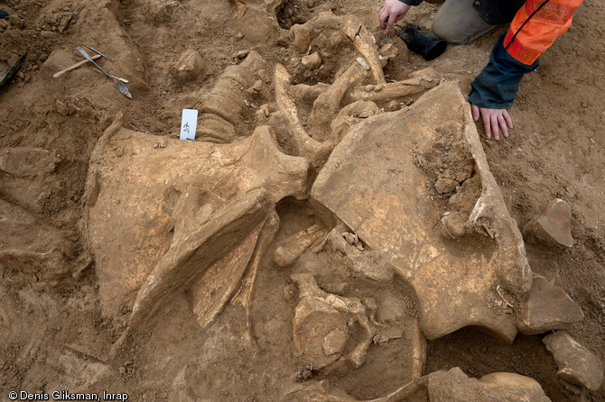 Vue de détail des ossements du mammouth avec au centre les deux scapulae. Changis-sur-Marne (Seine-et-Marne), 2012.