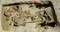 Tombe à char de la nécropole d'Attichy (Oise), IIIe s. avant notre ère, 2009. Un homme d’age adulte reposait sur un char avec à ses côtés son armement (épée, pointe de lance), une série d’outils (rasoir, paire de forces) et des dépôts alimentaires (pièces de viande et récipients en céramique).    .