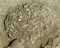 Incinération mise au jour dans la nécropole d'Attichy (Oise), IIIe s. avant notre ère, 2009.Les restes du défunt incinéré reposaient vraisemblablement dans un sac fermé par une fibule en fer, visible au centre de la photo.