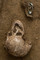 Crâne d'un individu inhumé dans la nécropole guerrière de Buchères (Aube), et fibule à décor de corail, IVe s. avant notre ère, 2013.