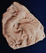 Fragment de carreau plat figurant une coquatrix, XVe s., atelier de potier d'Aoste (Isère), 2006.