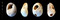 Perle en coquille perforée utilisée pour les parures, longue de 10 mm, probablement de l’espèce Cyclope neritea, découverte dans la tombe épipaléolithique (entre 12 000 et 11 000 avant notre ère), fouille de la ZAC des Vigneaux à Cuges-les-Pins (Bouches-du-Rhône), 2013.