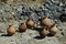 Cruches en céramique brune orangée biterroise des IIe et IIIe s. de notre ère retrouvées au fond du puits, Magalas (Hérault), 2013.