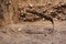 Épée ployée en cours de dégagemement, IIIe s. avant notre ère, Ymonville (Eure-et-Loir), 2010.Autour de la tombe de guerrier de nombreux dépôts, exclusivement guerriers, ont été découverts.     