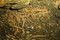 Vue de détail d'un individu reposant sur le côté gauche présentant la colonne vertébrale en connexion avec le bassin et le fémur droit, VIIIe-Xe s., Entrains-sur-Nohain (Nièvre), 2013.Les individus retrouvés au fond du puits sont des hommes, des femmes et des enfants parfois très jeunes.    