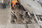 Intervention d'un archéozoologue sur un enchevêtrement de carcasses, Bar-sur-Aube (Aube), 2013.Sur la quarantaine de carcasses de chevaux repérées lors de la fouille, douze ont été finement fouillées.