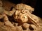 Fossile de Little Foot, grotte de Silberberg à Sterkfontein (Afrique du Sud). Peut-être poursuivi par un prédateur, cet australopithèque a fait une chute fatale de plus de vingt mètres, son corps roulant sur un talus d’éboulis, avant de s’immobiliser, un bras tendu au dessus de sa tête, l’autre roulé contre lui. Au fil du temps, sa dépouille a été recouverte par une accumulation de sédiments et de cailloutis, sur plus de dix mètres d’épaisseur. Il serait un quasi contemporain de Lucy.