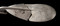 Vue de détail de l'inscription runique relevée sur l'extérieur de la cuillère en argent mise au jour dans une tombe de la nécropole de Niederfeld, fin du VIe s., Ichtratzheim (Bas-Rhin), 2011.L'inscription mentionne le nom abuda, peut-être le nom de la personne inhumée dans la tombe et propriétaire de l'objet.    