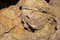 Tête féminine dans un écoinçon d'arc, fond rouge sur badigeon blanc, IIe s. de notre ère, Pont-Sainte-Maxence (Oise), 2014.Bien que des mousses vertes aient altéré la surface de certains blocs, la polychromie est bien attestée.