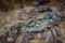 Dépôt d’objets en bronze dans un des angles de la sépulture aristocratique gauloise découverte à Warcq (Ardennes), 2014.  Joug en bois et manchon tubulaire, surmonté de à six anneaux passe-guides en bronze, disposé sur chevaux harnachés. 