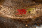 Détail de deux bandes de couleurs rouge et vert qui se superposent à la bande blanche et identifient les unités des Beach Groups. Ces deux couleurs juxtaposées identifient plus particulièrement l'unité du Pionner Corps britannique, chargée essentiellement des travaux de déblaiement et d'aménagements des voies de communication pour les troupes combattantes qui débarquent à partir du 6 juin 1944 sur Sword Beach. Découvert à Saint-Aubin-d'Arquenay (Calvados), 2013.