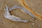 Hémi-mandibules d'aurochs du Paléolithique moyen, Tourville la Rivière (Seine-Maritime), 2010.  Outre l'aurochs, les autres animaux attestés sur le site (cerf, cheval, lion, panthère...) sont caractéristiques d'un contexte de fin de période interglaciaire.