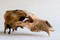 Crâne d'ours portant des stigmates de taxidermie (tiges et clous en fer fichés dans les os). Découvert dans une fosse du camp de repos allemand occupé durant toute la Grande Guerre à Isles-sur-Suippe (Marne), 2014.