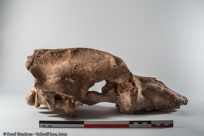 Vue d'un crâne d'ours des cavernes découvert sur un site néandertalien à Quincieux (Rhône), 2014.