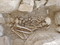 Sépulture 29-5 coffrée de pierres, avec son viatique : hache polie, poinçon en os et pic en bois de cerf à perforation verticale. Nécropole du Néolithique moyen à Fleury-sur-Orne (Calvados), 2014.  