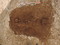 Vue de la sépulture 24-5 avec ses armatures tranchantes associées (au niveau du bassin), recoupant le fossé de fermeture oriental du monument. Nécropole du Néolithique moyen à Fleury-sur-Orne (Calvados), 2014.