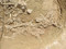 Détail de la partie supérieure de la sépulture 26-5 montrant le crâne et les armatures tranchantes associées et les moutons/chèvres disposés contre la paroi. Nécropole du Néolithique moyen à Fleury-sur-Orne (Calvados), 2014.