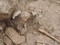Détail de la sépulture 37-5 avec le crâne et les armatures tranchantes disposées en probable carquois. Nécropole du Néolithique moyen à Fleury-sur-Orne (Calvados), 2014.