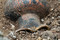 Détail d'une cruche grecque peinte provenant d'une tombe princière datée du début du Ve siècle avant notre ère, découverte dans un complexe funéraire monumental exceptionnel, mis au jour à Lavau (Aube), 2015.