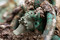 Anse d'un chaudron en bronze représentant la tête du dieu grec Acheloos provenant d'une tombe princière datée du début du Ve siècle avant notre ère, découverte dans un complexe funéraire monumental exceptionnel, mis au jour à Lavau (Aube), 2015.